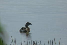 Pied-billed Grebe