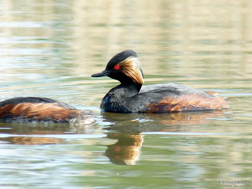 Black-necked Grebe