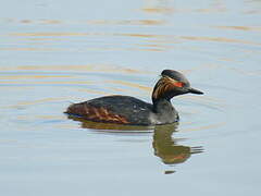 Black-necked Grebe