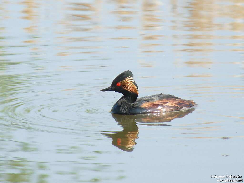 Black-necked Grebe