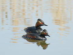 Black-necked Grebe