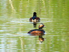 Black-necked Grebe