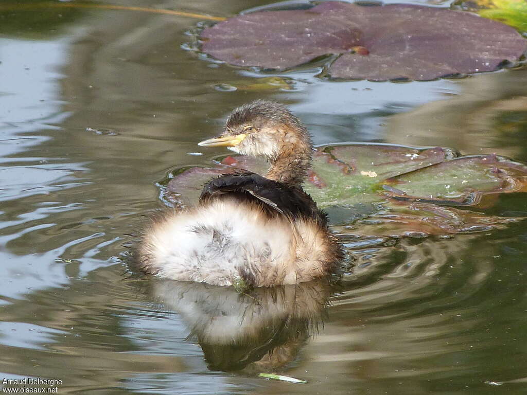 Australasian Grebeadult post breeding