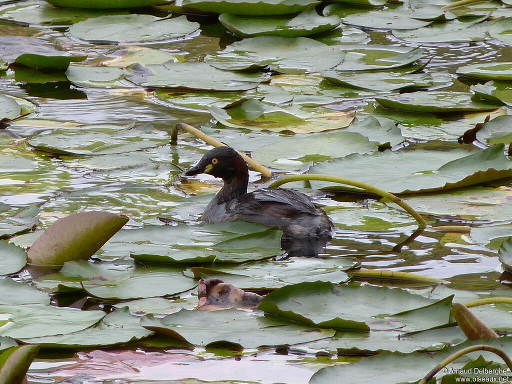 Australasian Grebe