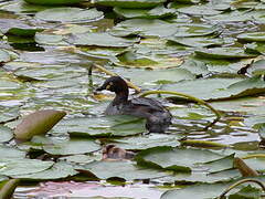 Australasian Grebe