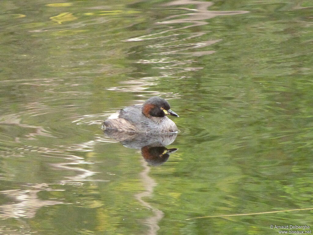 Australasian Grebe