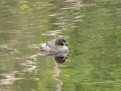 Australasian Grebe