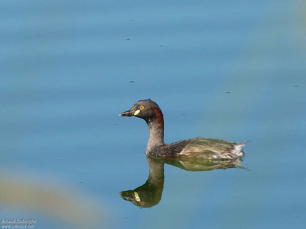 Australasian Grebeadult, aspect