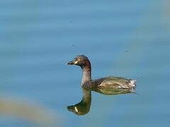 Australasian Grebe