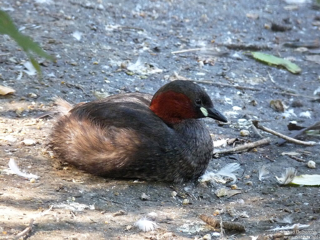 Little Grebe