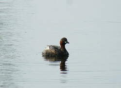 Little Grebe