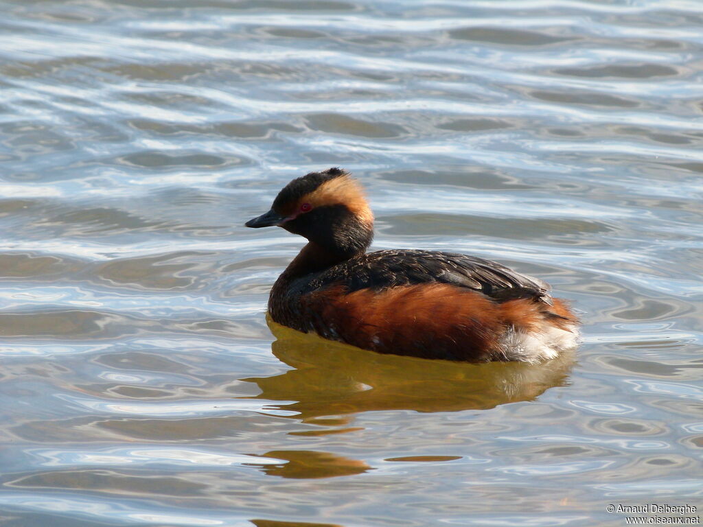 Horned Grebe