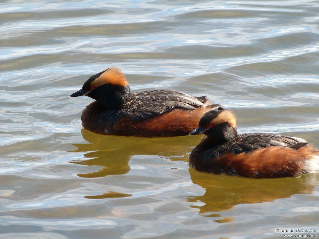 Horned Grebe