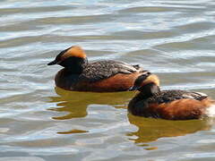 Horned Grebe