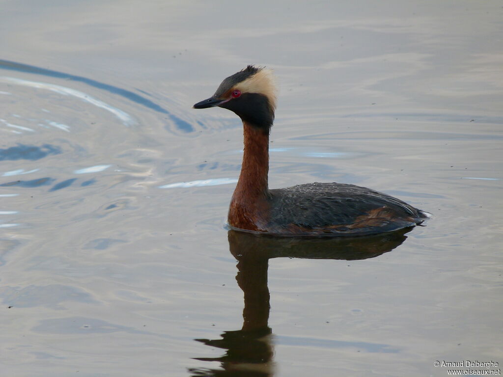 Horned Grebe