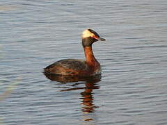 Horned Grebe