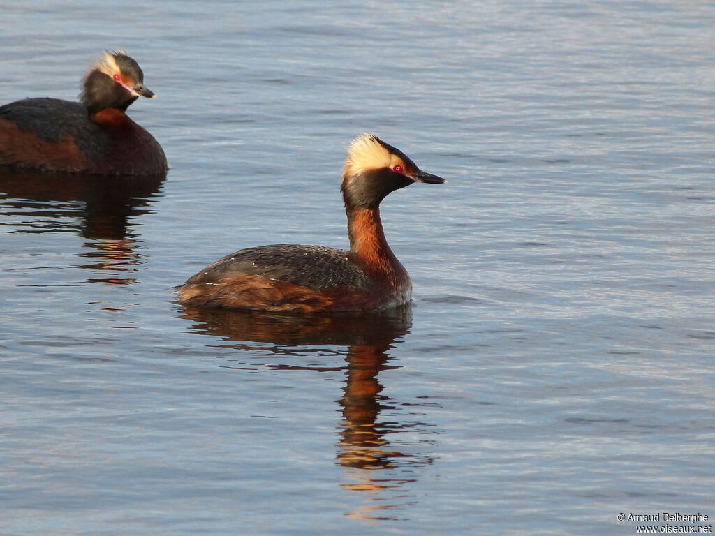 Horned Grebe