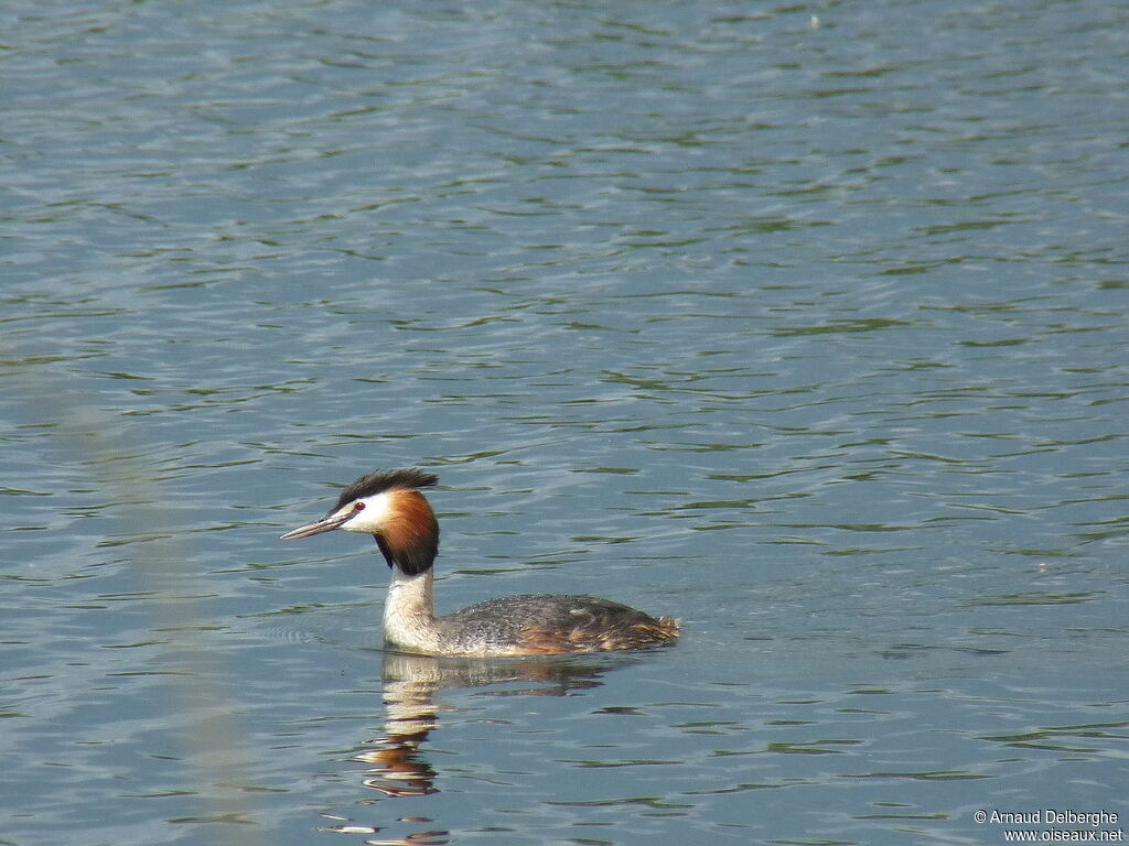 Great Crested Grebe