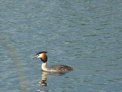 Great Crested Grebe