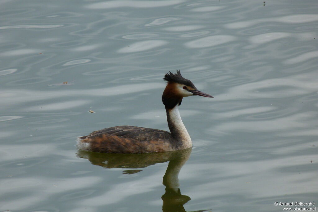 Great Crested Grebe