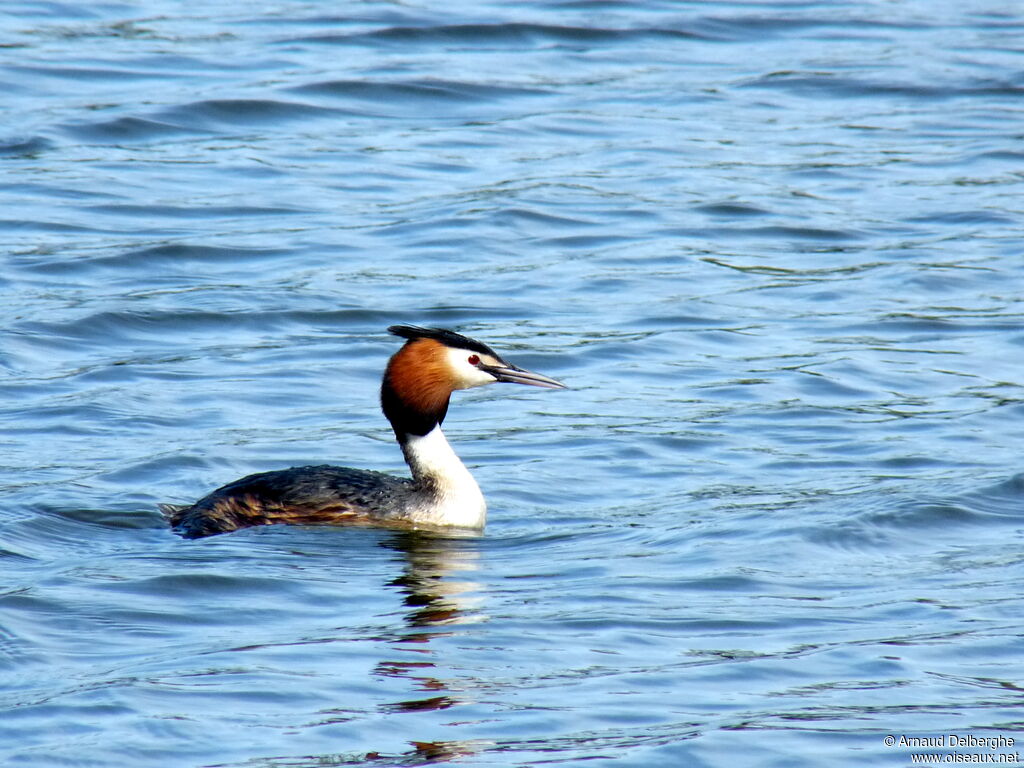 Great Crested Grebe