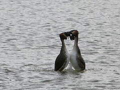 Great Crested Grebe