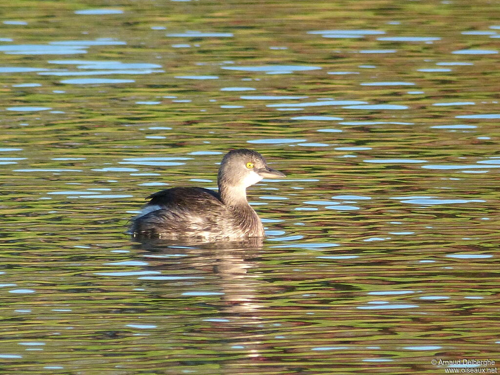 Least Grebe