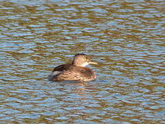 Least Grebe