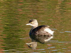 Least Grebe