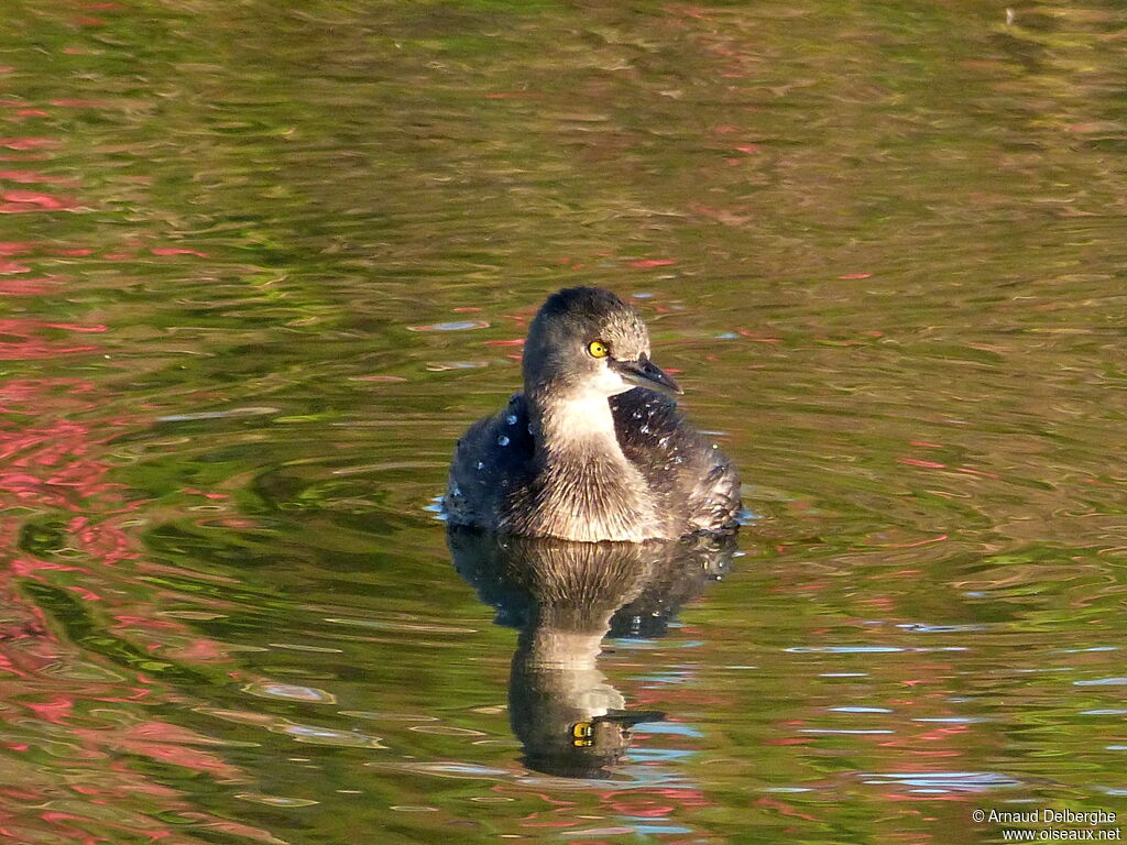 Least Grebe