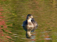 Least Grebe