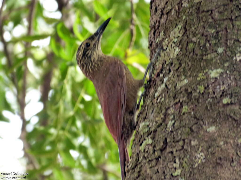 White-throated Woodcreeper