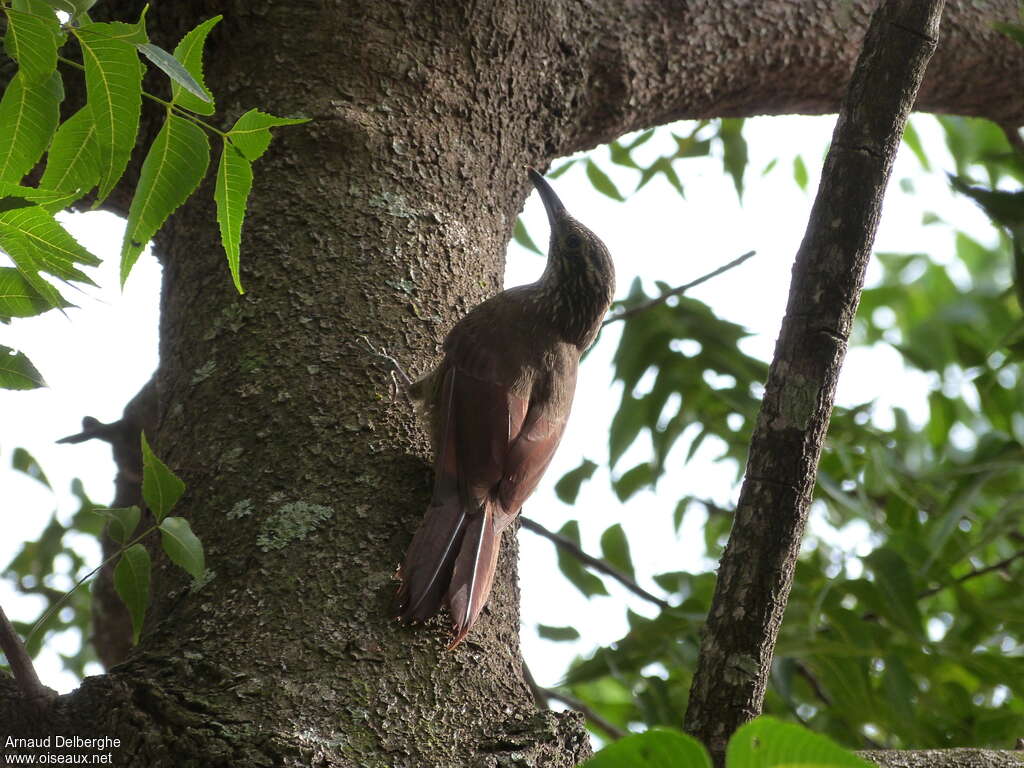 White-throated Woodcreeper