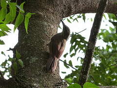 White-throated Woodcreeper