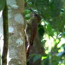 Grimpar vermiculé