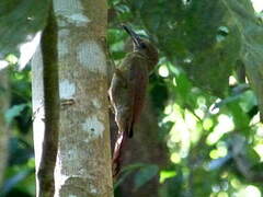 Northern Barred Woodcreeper