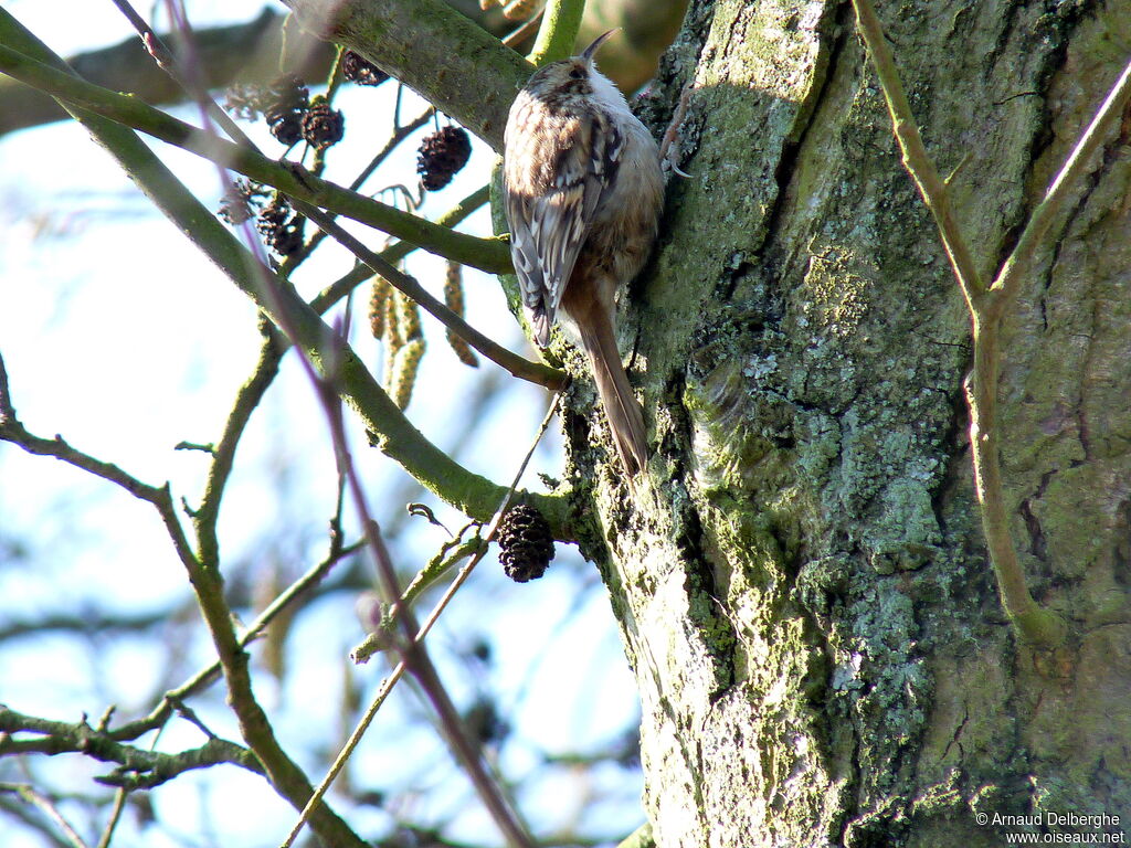 Short-toed Treecreeper