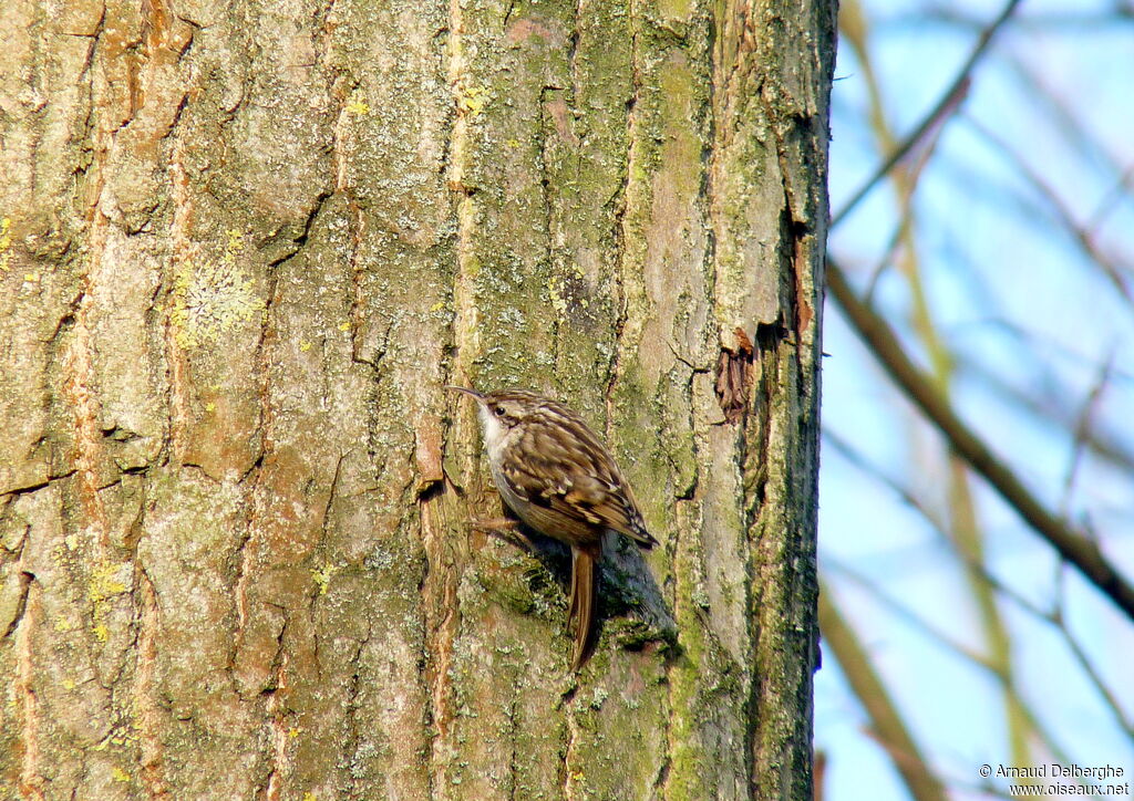 Short-toed Treecreeper