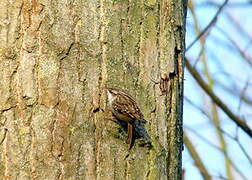 Short-toed Treecreeper