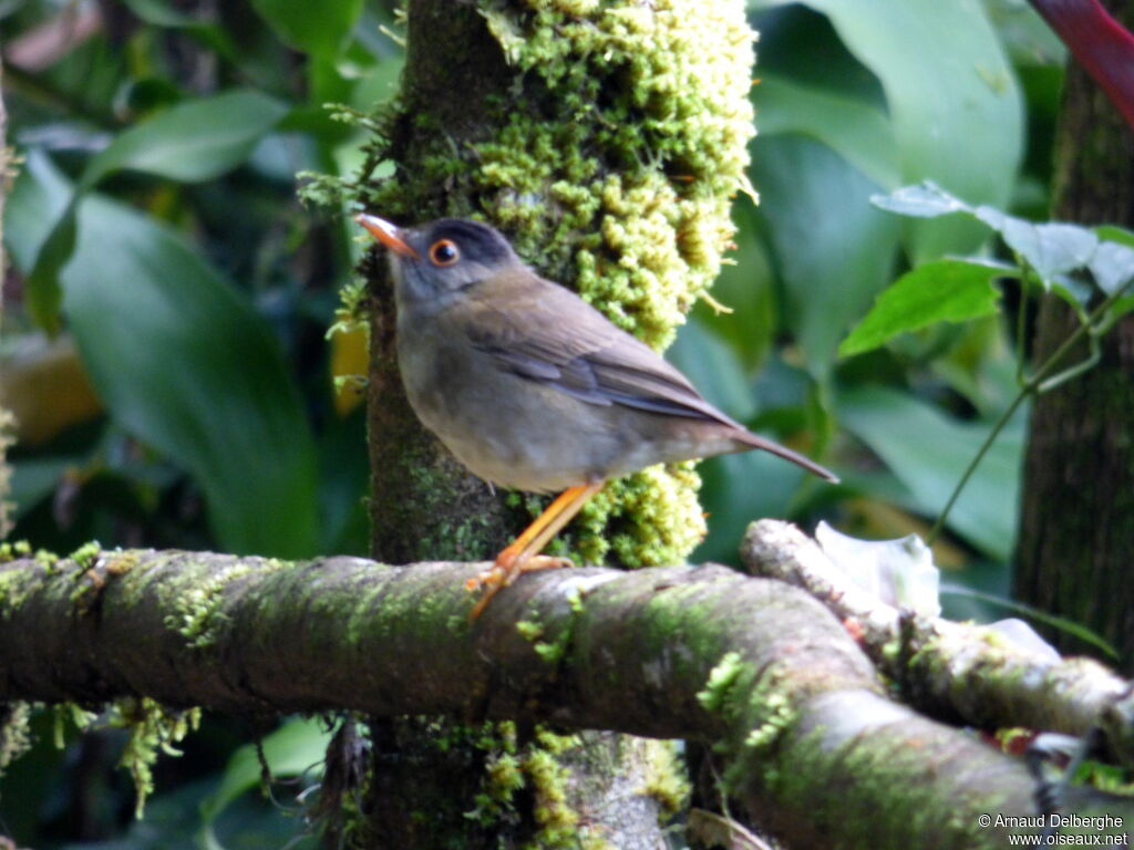 Black-headed Nightingale-Thrush