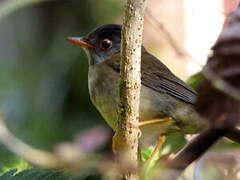 Black-headed Nightingale-Thrush