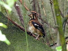 Chestnut-backed Thrush