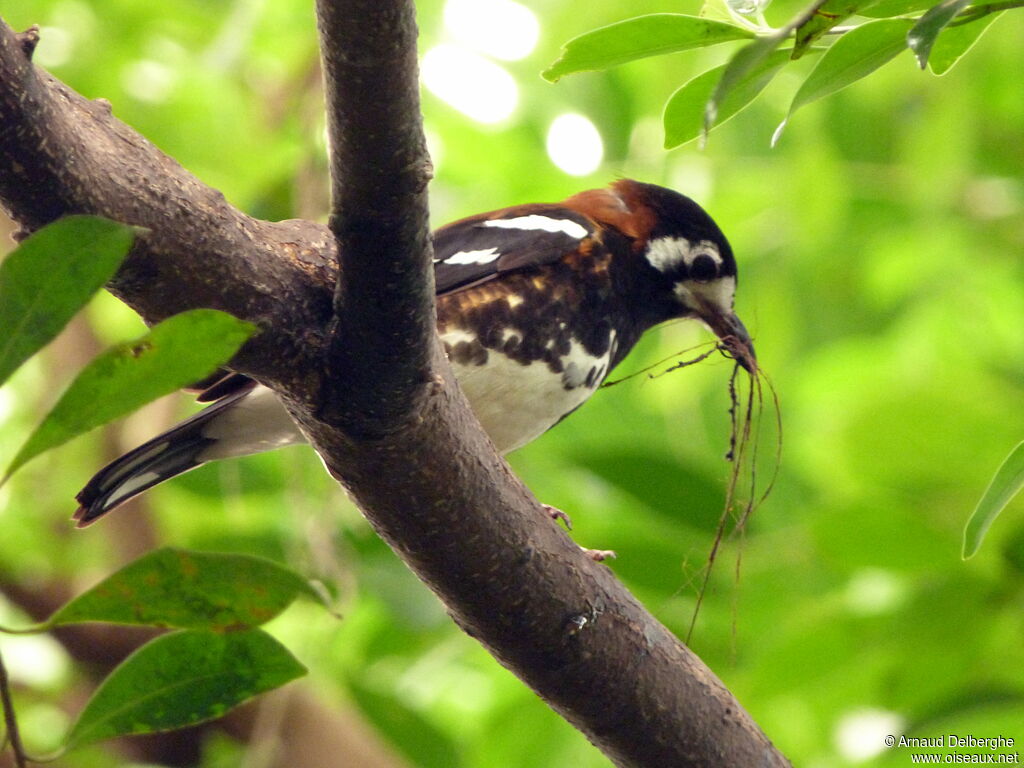 Chestnut-backed Thrush