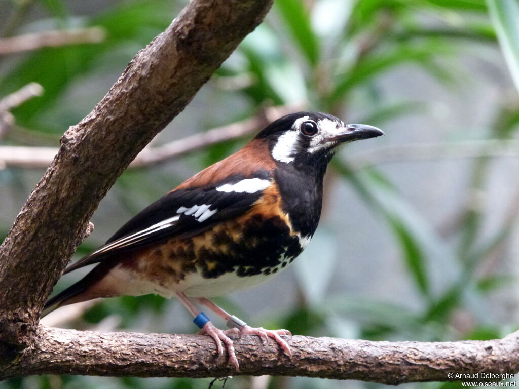 Chestnut-backed Thrush