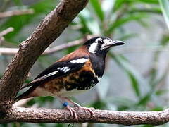 Chestnut-backed Thrush