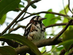 Chestnut-backed Thrush