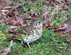 Russet-tailed Thrush