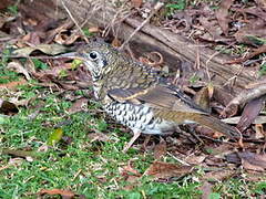 Russet-tailed Thrush