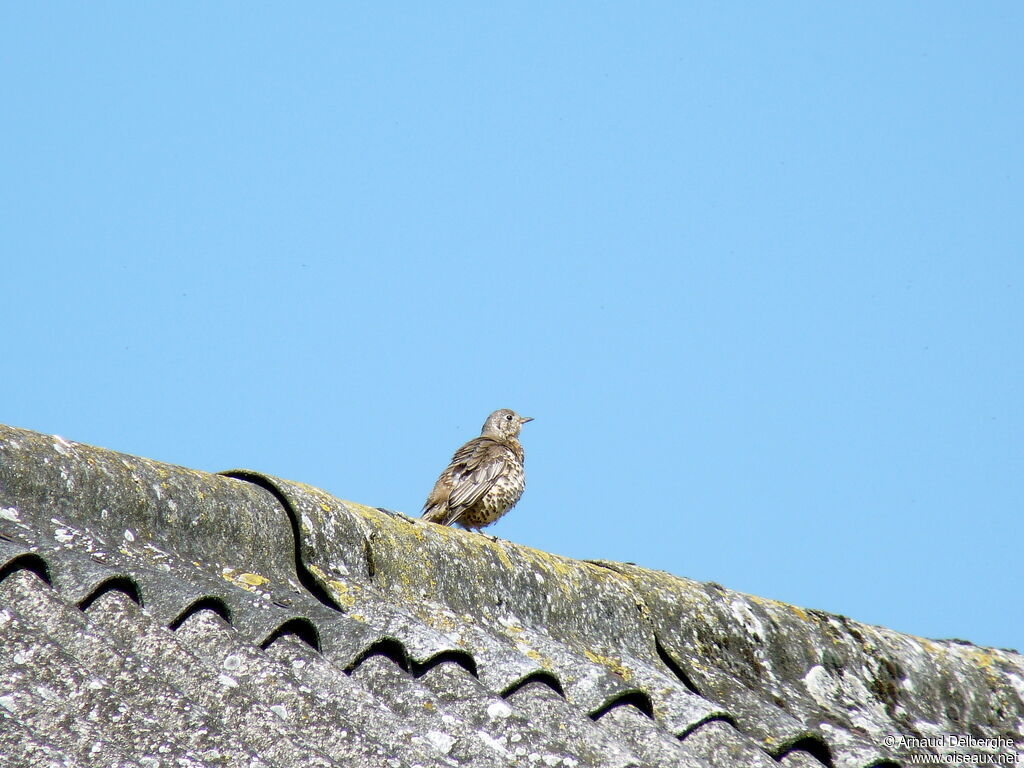 Mistle Thrush