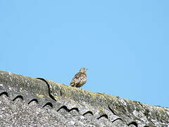 Mistle Thrush